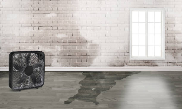 Best Water damage restoration company  in Greenvle, IL