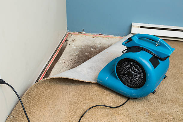 Best Ceiling water damage repair  in Greenvle, IL
